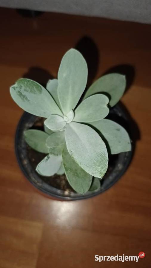 Starzec Cefalofora Senecio cephalophorus 1 Kaktusy i sukulenty