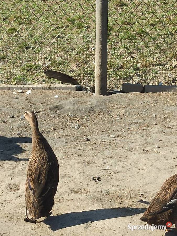 Kaczki biegusy biegusy indyjskie