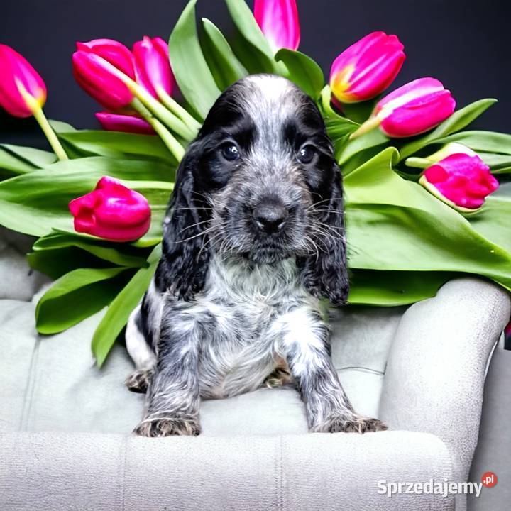 Cudowne cocker spaniel angielski świętokrzyskie Bogoria sprzedam
