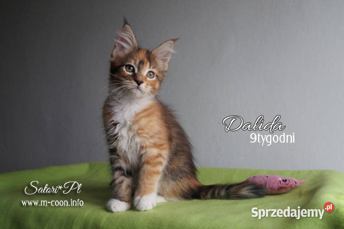 Maine Coon kocięta z rodowodem WCF Bydgoszcz