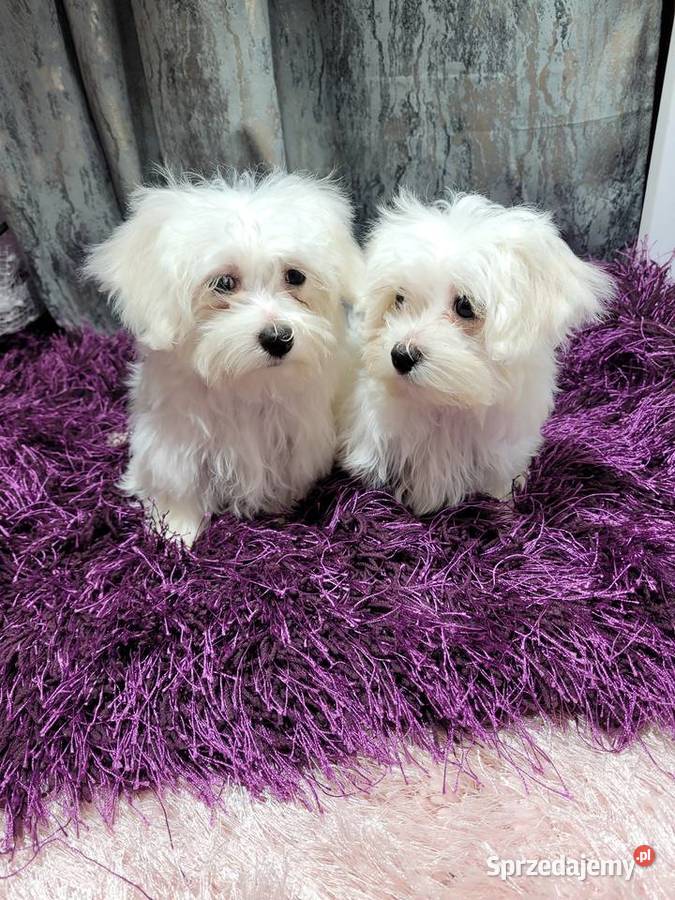 Maltańczyki pieski i suczki Kraków