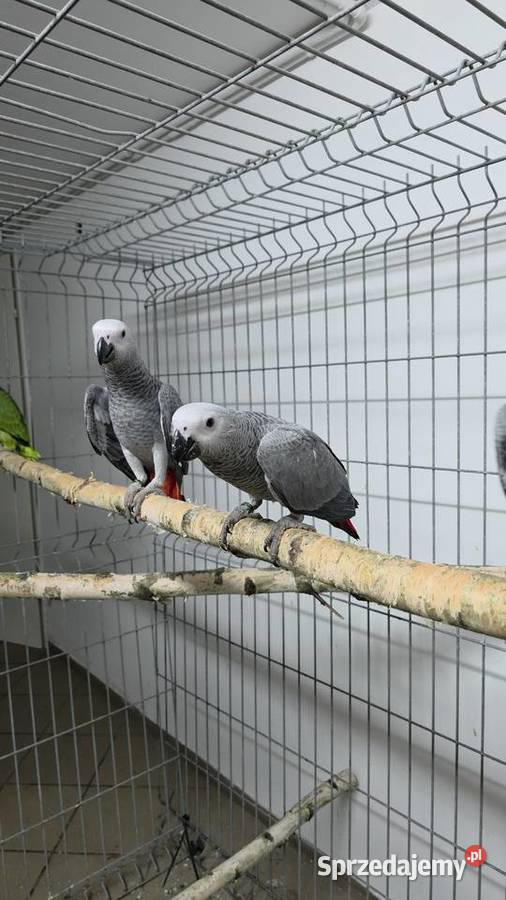 Żako ręcznie karmione śląskie