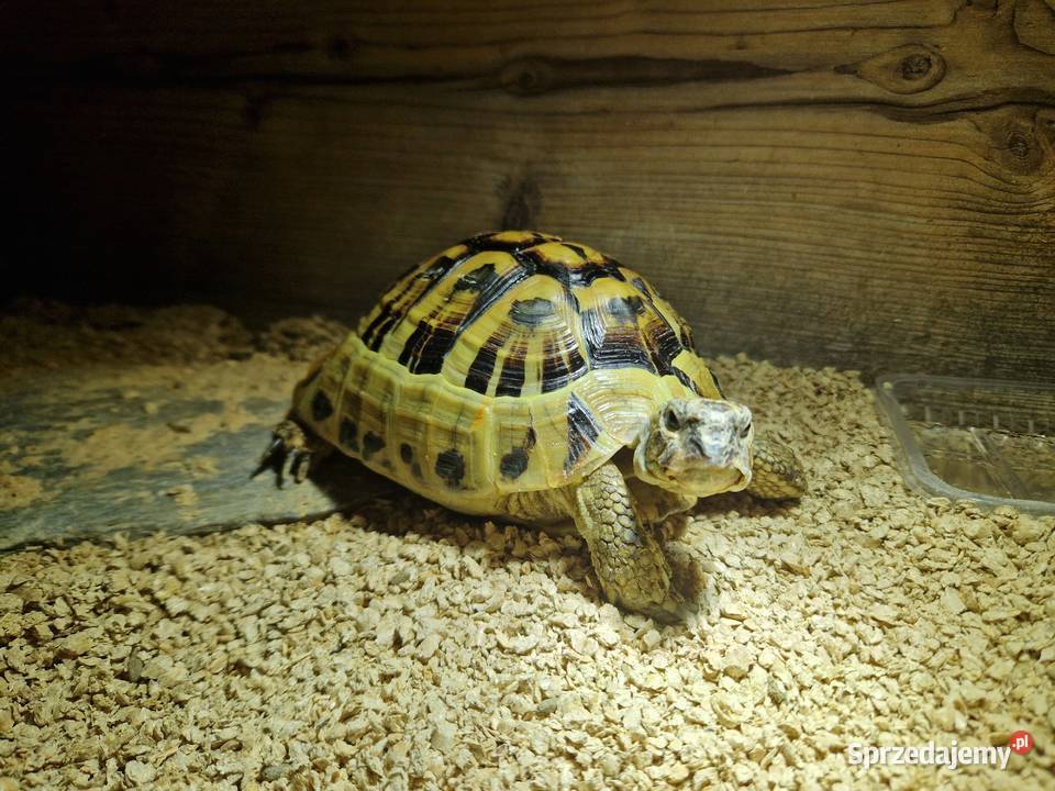 Żółw grecki Wolsztyn