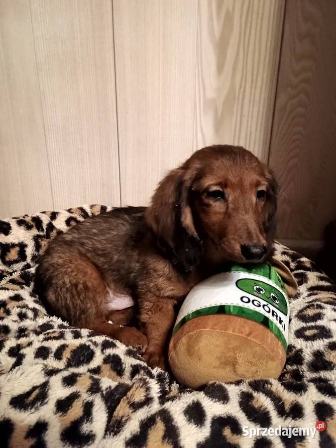 Jamnik długowłosy miniaturowy piesek Radziejów