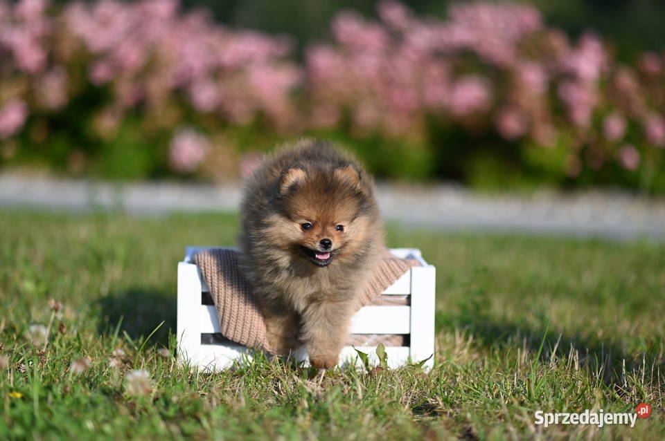 szpic miniaturowy pomeranian boo samiec fci Szpic miniaturowy