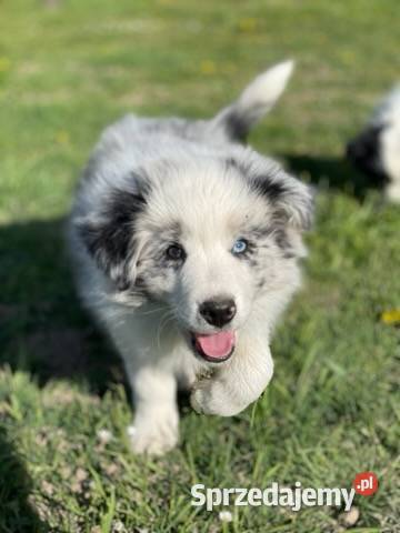 Piesek rasy border collie blue merle Kutno
