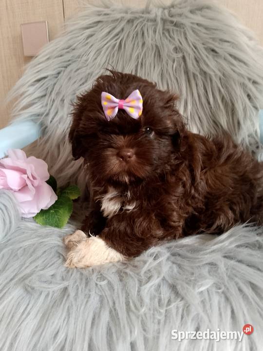 Czekoladowa suczka rasy ShihTzu Namysłów