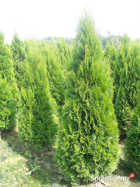 Tuja Thuja Tuje Szmaragd Smaragd 160170 Sosnowiec