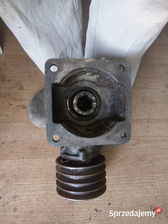 Dyfer Muscela przedni i tylnyWkład gaza małopolskie