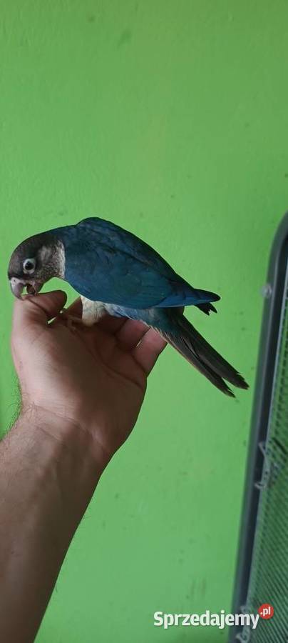 Papugi rudosterki ręcznie karmione Tychy