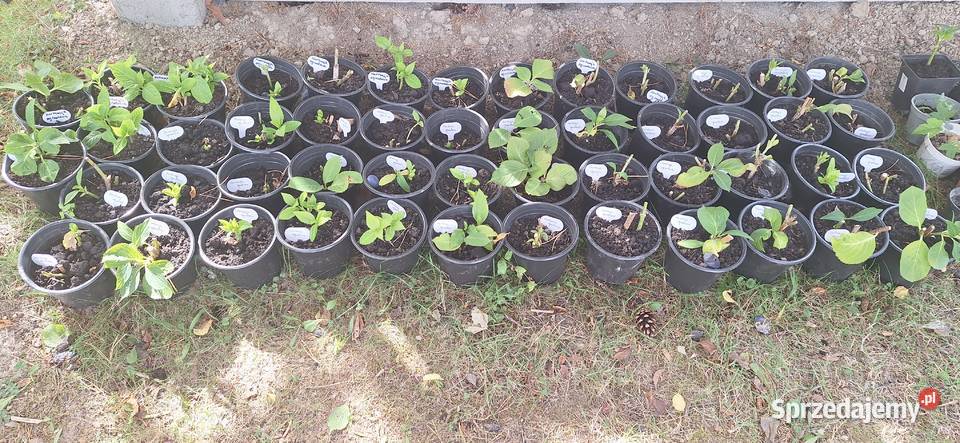 Hortensja ogrodowa Przyszowa