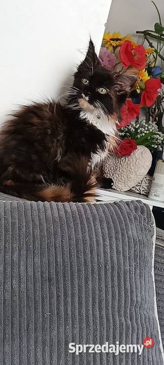 Maine Coon Starogard Gdański