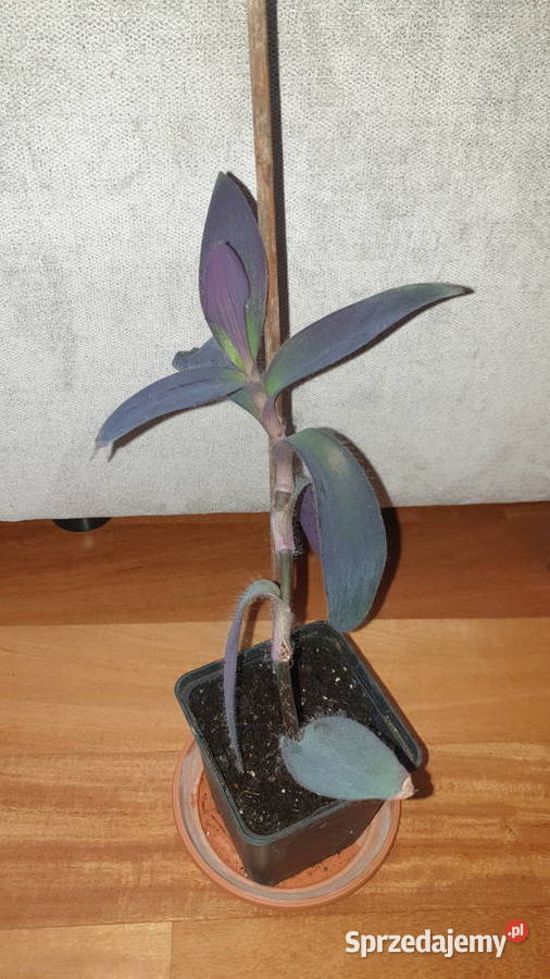 Trzykrotka setkrezja purpurowa kwiat rosnący wys Zielone Warszawa