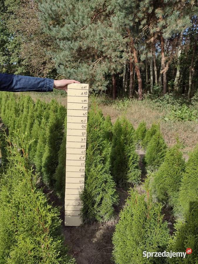 Tuja szmaragd Thuja szmaragd smaragd Kurów