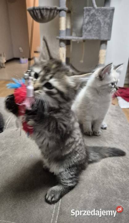 Syberyjska KOTKA ŁUCJIA rodowód FPL Stary Broniszew