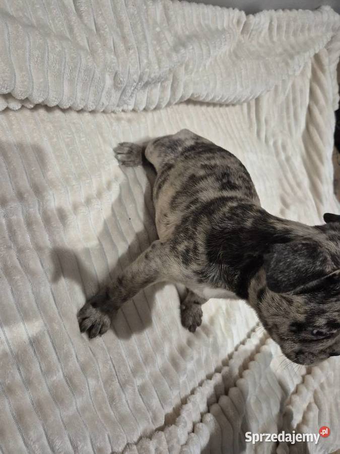 Ostatni z miotu Buldog Przytyk