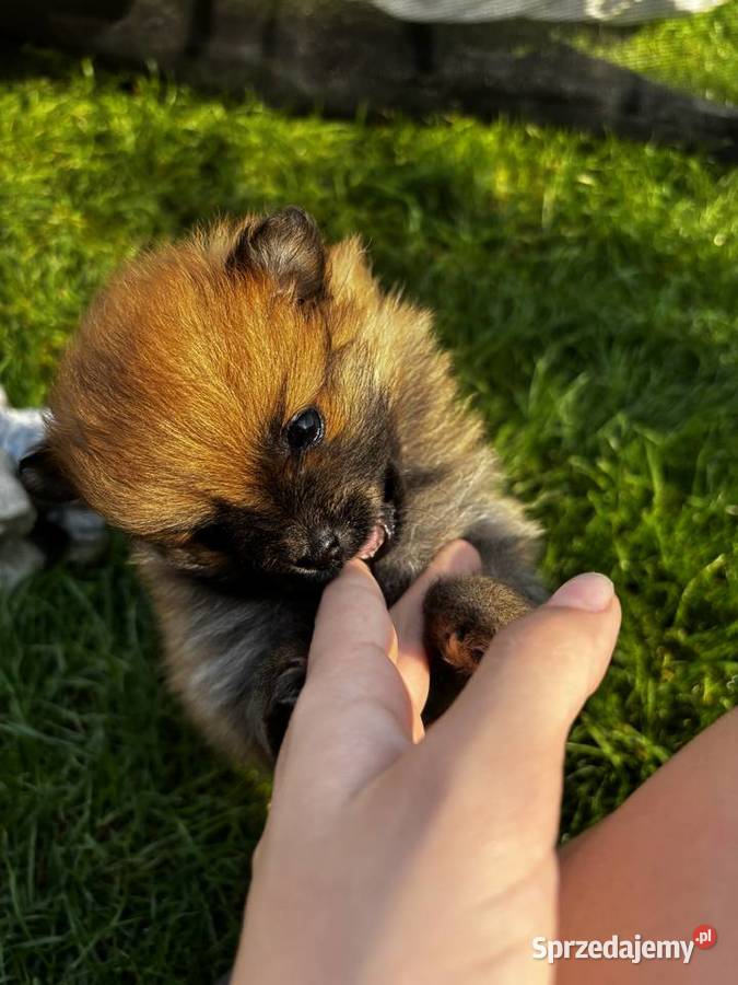 Szpic miniaturowy pomeranian świętokrzyskie Pawłów