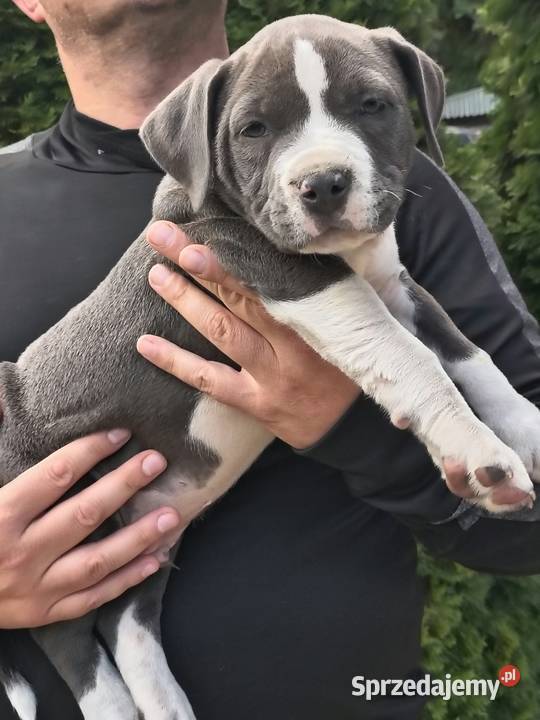 American Bully ABKC standard pies suka Warszawa