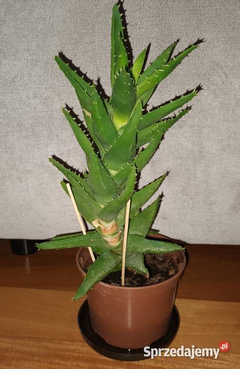 Aloes zielony 2 roślina rosnąca wysokość 35 Kaktusy i sukulenty Warszawa