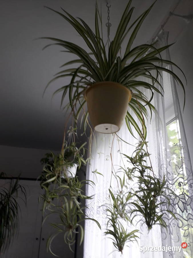 Zielistka cudna kwiat domowy Skoczów