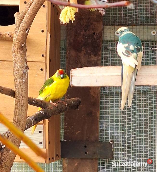 Para modrolotek szeków i świergotek