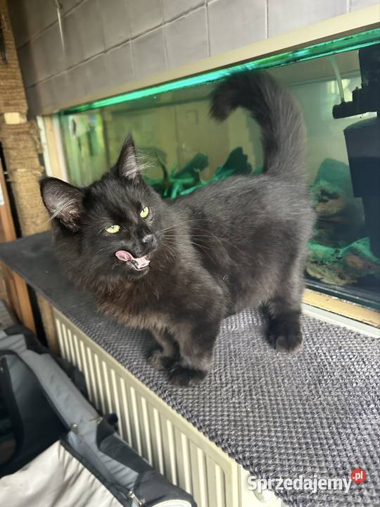 Kocurek Norweski Leśnygotowy do zmiany domu Norweski Rybnik