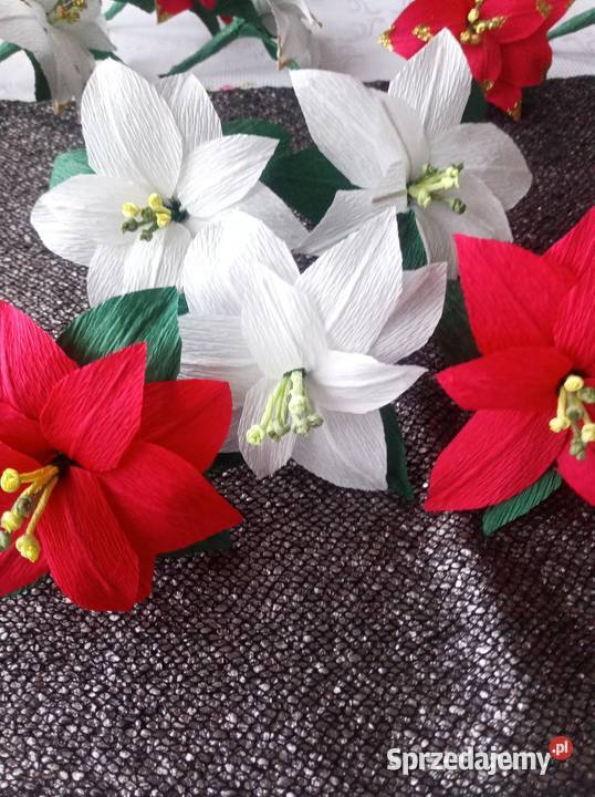 Małe gwiazdy betlejemskie Gorlice sprzedam