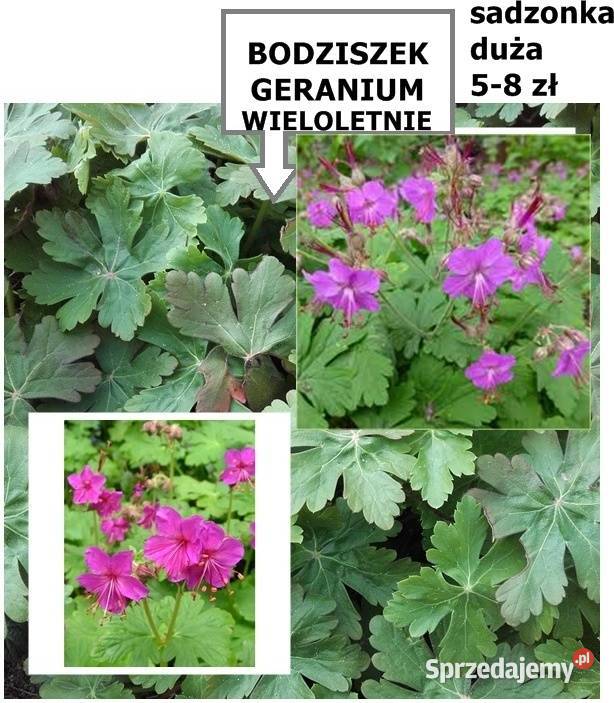 JUKA KWIAT sadzonki dużemożliwa wysyłka Poznań sprzedam