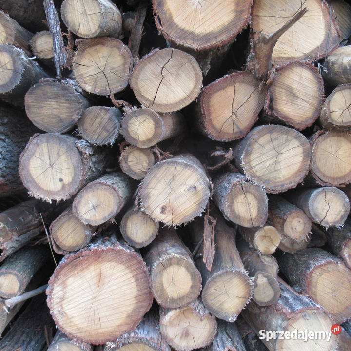 Dąb buk i grab wałkicieńszytańszy