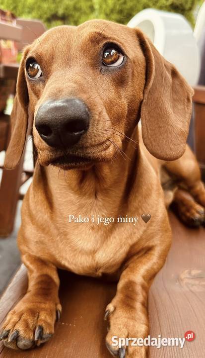 Śliczny piesek Jamnik miniaturka Kraków