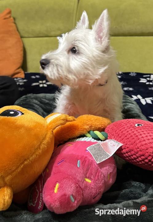 WEST HIGHLAND WHITE TERRIER Ozimek sprzedam