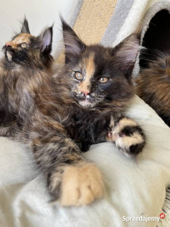 Przekochane koteczki Artemida i Attis Maine Coon pomorskie Przyjaźń sprzedam