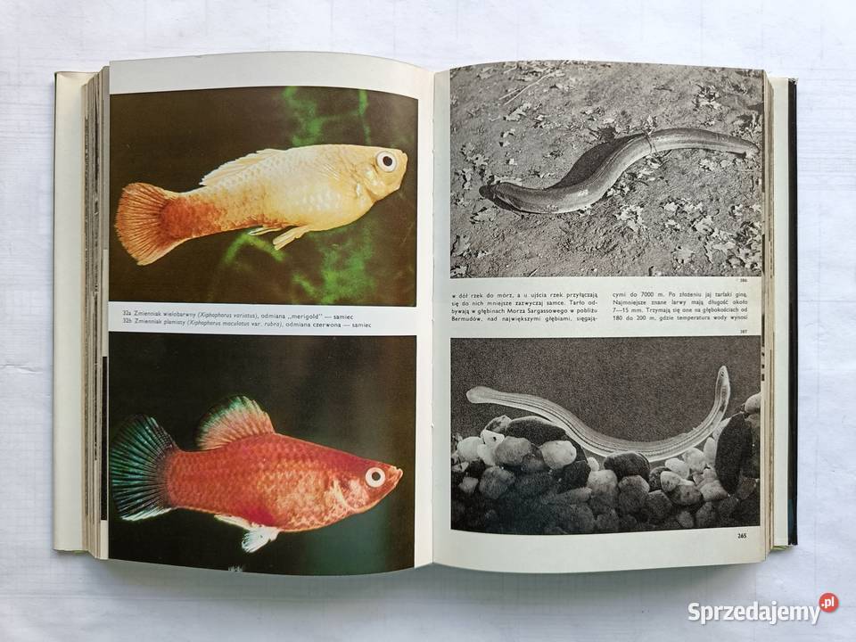 Wielki Atlas Zwierząt Ptaków Ryb Roślin i Owadów Rok wydania 1972 Gdynia