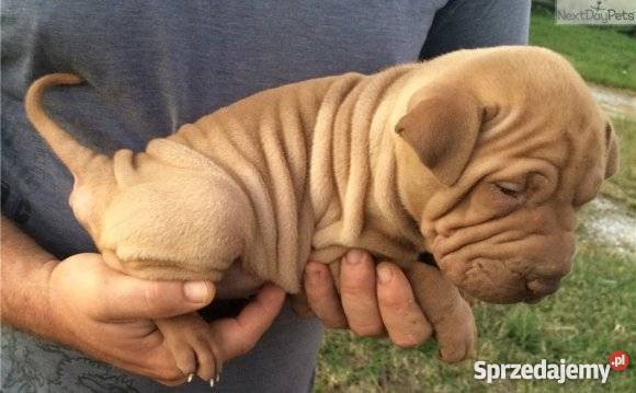 shar pei Zawiercie