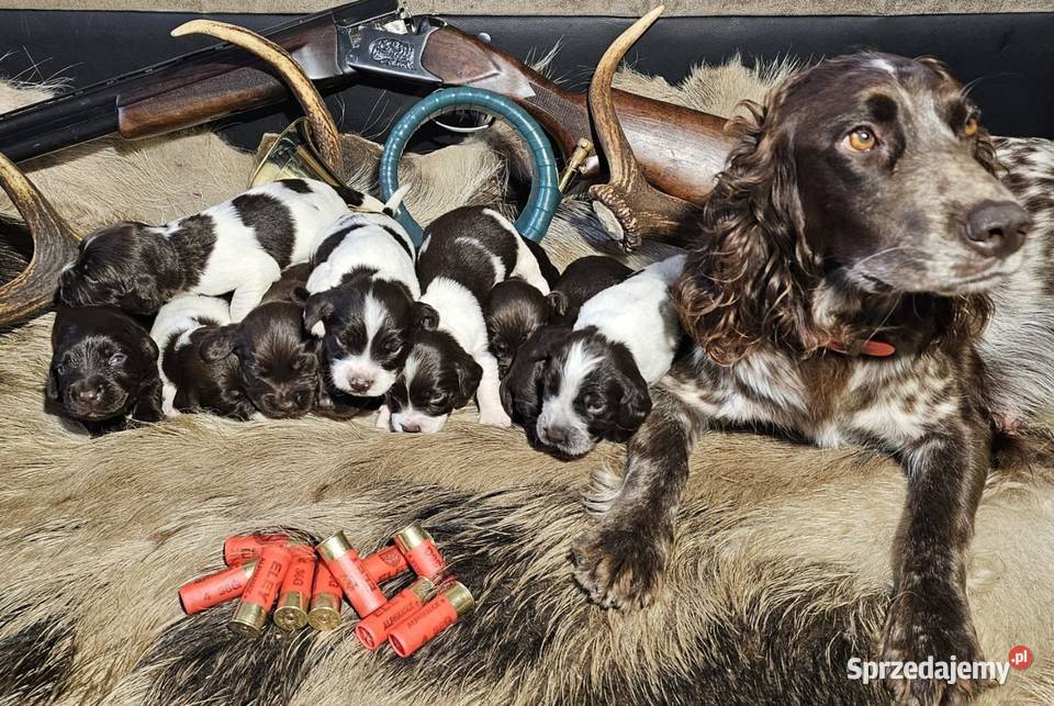 Płochacz niemiecki WACHTELHUND Piesek Tułowice