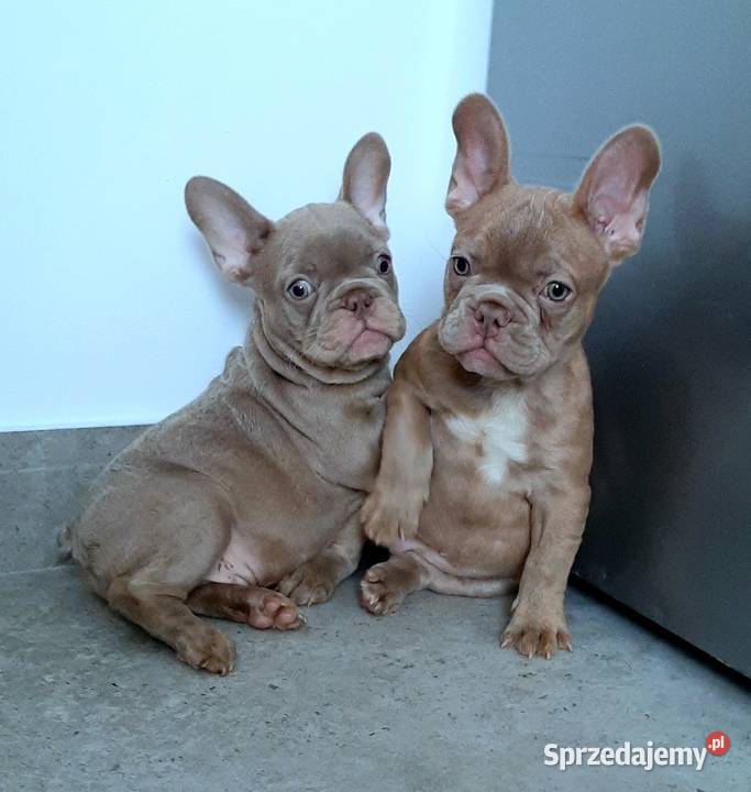 Buldog francuski pieski i suczki Pabianice