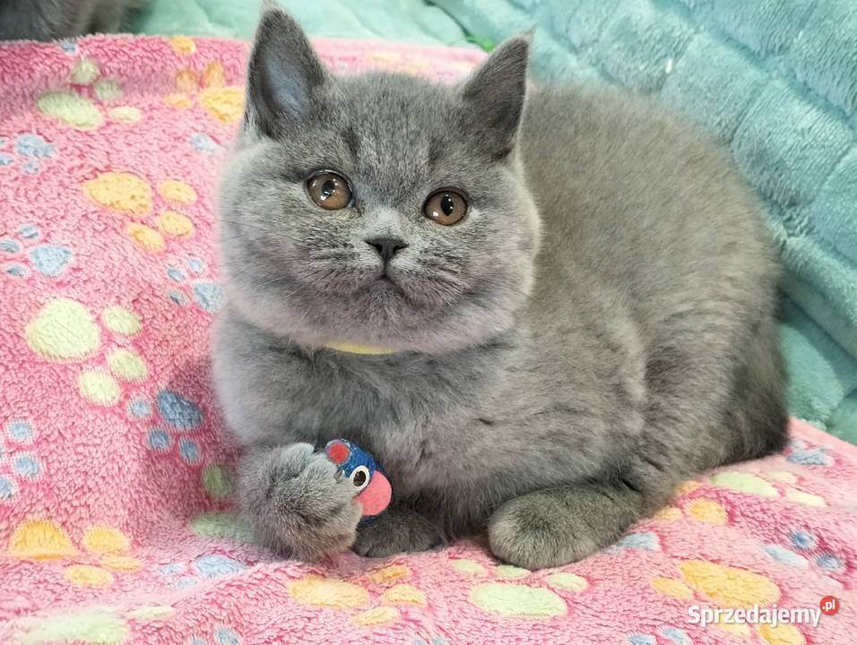 Śliczna koteczka juz do odbioru Rodowód Łódź