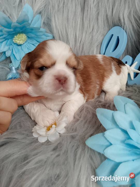 Piękny pies rasy ShihTzu Namysłów