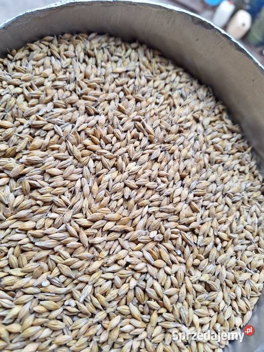 Sprzedam jeczmień jary Licheń Stary