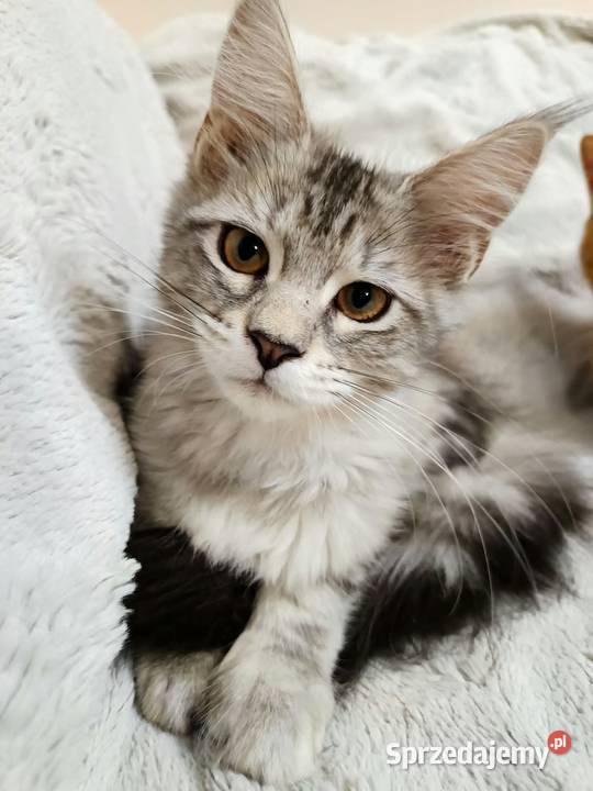 Kotka Maine Coon z rodowodem FPL Opal Wonder