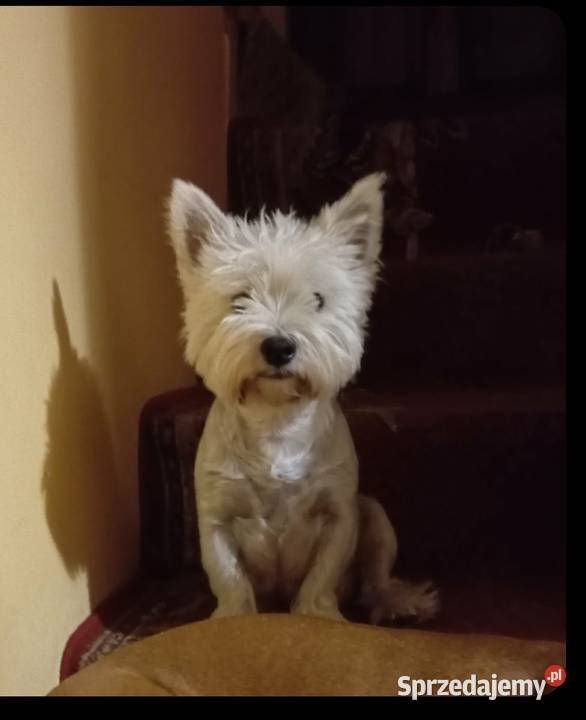 West Highland White Terrier podlaskie