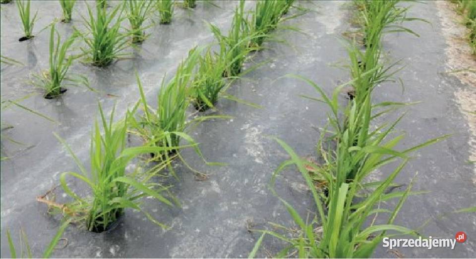 Folia Do Ściółkowania Biodegradowalna EKO Skwierzyna sprzedam