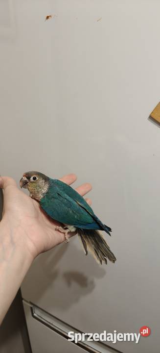Papugi ręcznie karmione Kraków
