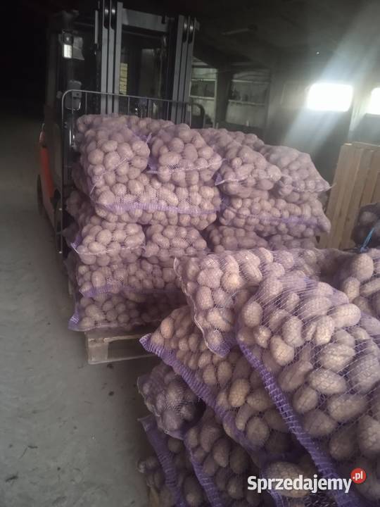 Sprzedaż ziemjakyw Raszewo Włościańskie