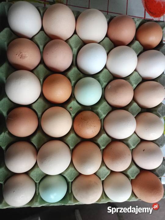 Jajka wiejskie małopolskie Nowy Sącz