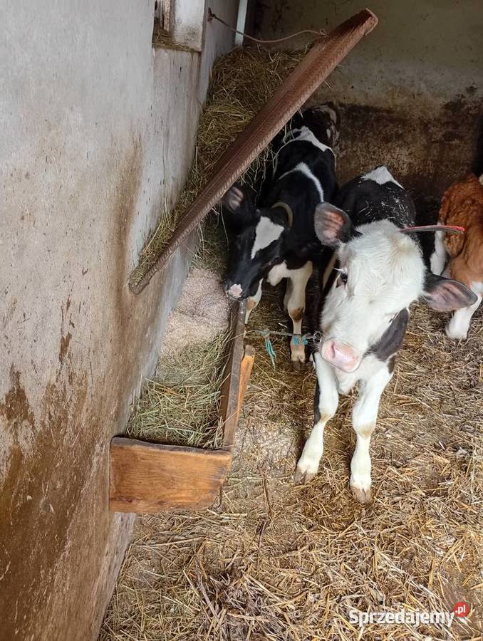 Jałoweczki 4 miesiące