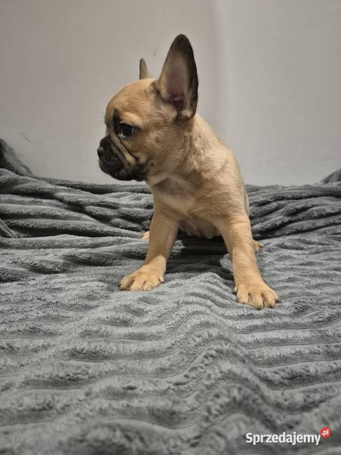 Pieski szukają nowego domu Gulinek