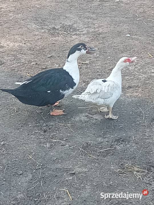 Sprzedam kaczora mazowieckie Radom