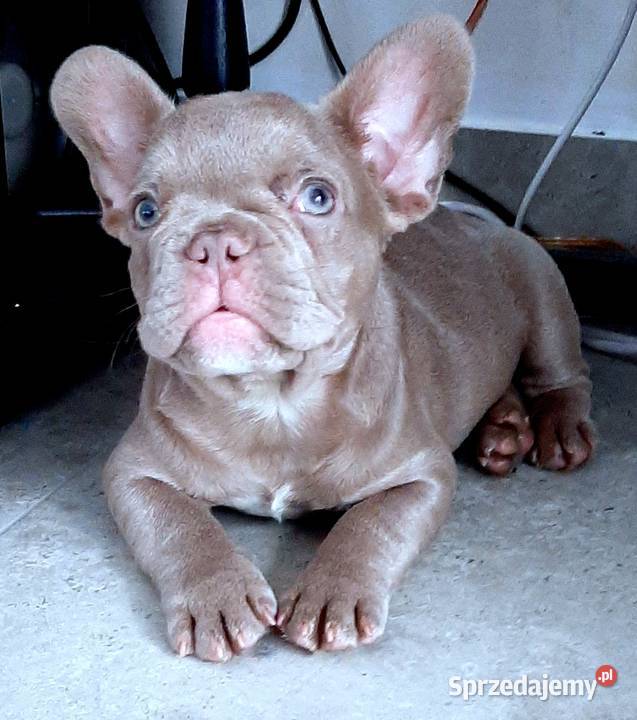 Buldog francuski pies isabella Pabianice
