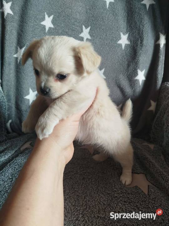 Urocze szczenięta rasy Chihuahua Chihuahua